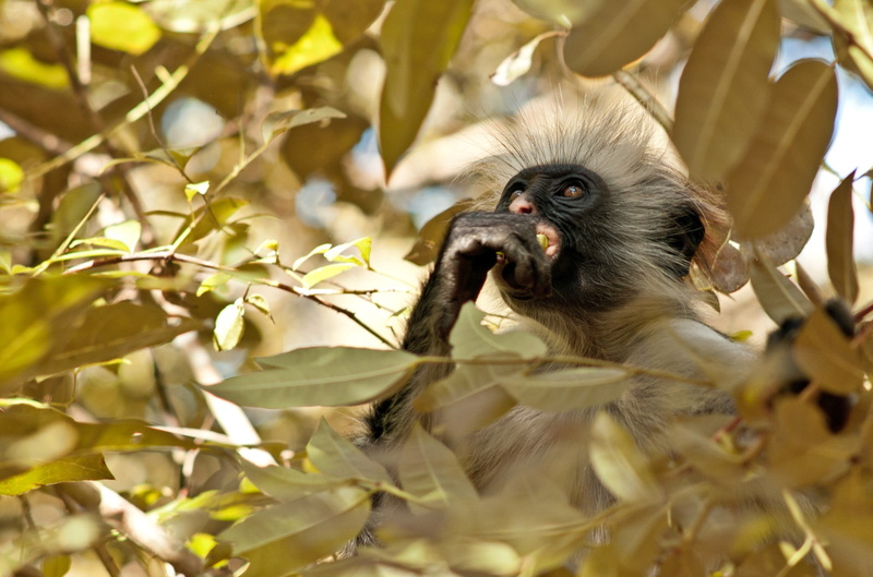 1080P, tree, monkey, leaves, forest