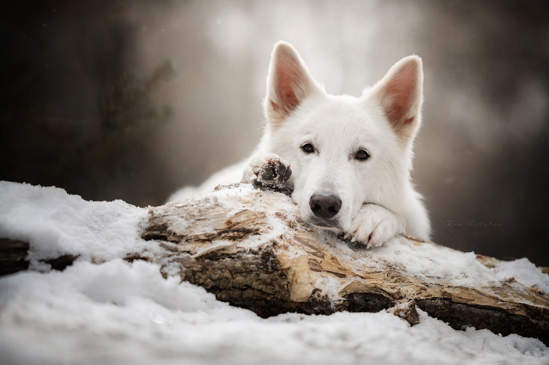 snow, dog, 1080P, face, The white Swiss shepherd dog, log, look