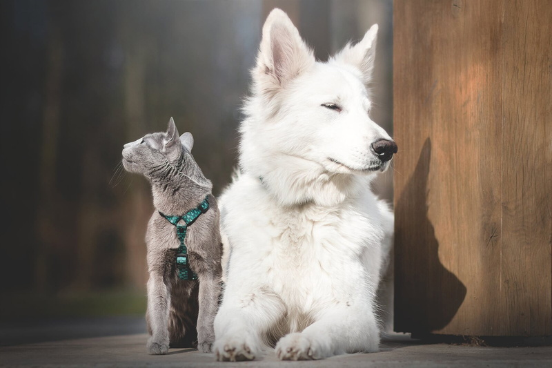 The Russian blue cat, dog, cat, The white Swiss shepherd dog, 1080P