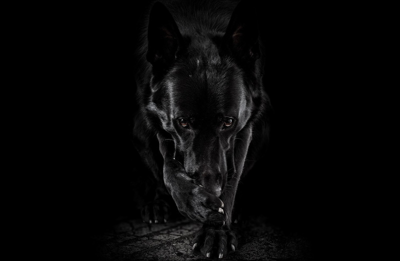 Black and White, Dogs, German Shepherd, 1080P, Dog