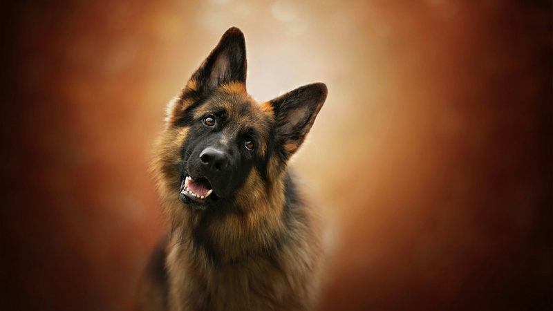 dog, domestic animals, alertness, german shepherd, old german shepherd dog, animal head, 1080P, vertebrate, shepherd dog, one animal, german shepherd dog