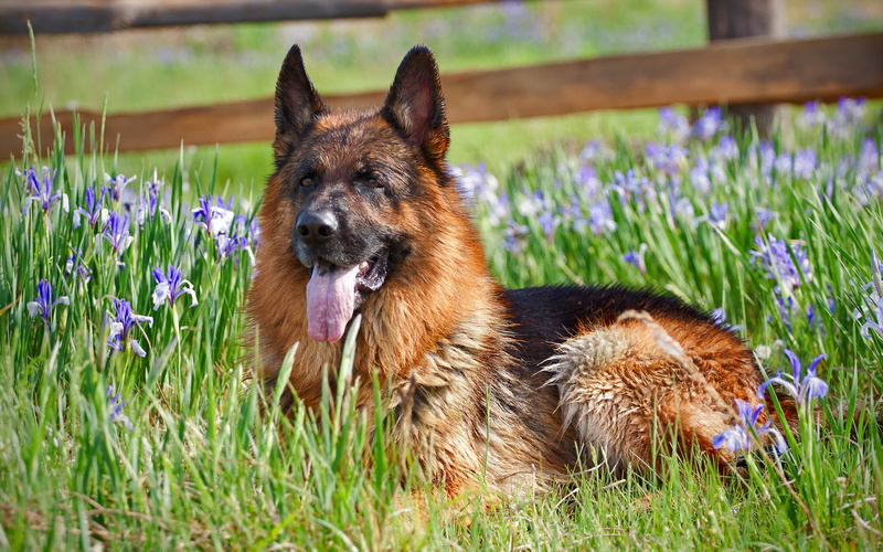 animal, 2K, tongue, dog, german shepherd, german, shepherd, flowers, grass