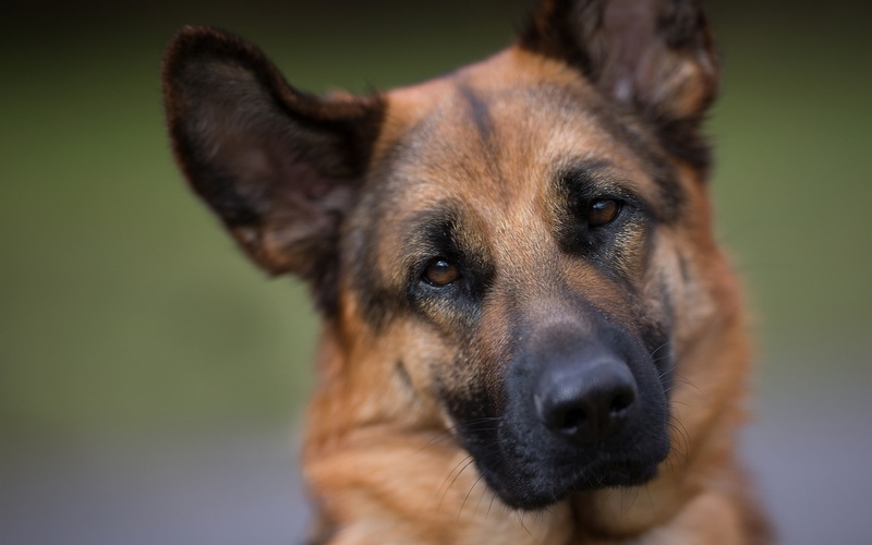 2K, Dog, Face, Portrait, German, Shepherd