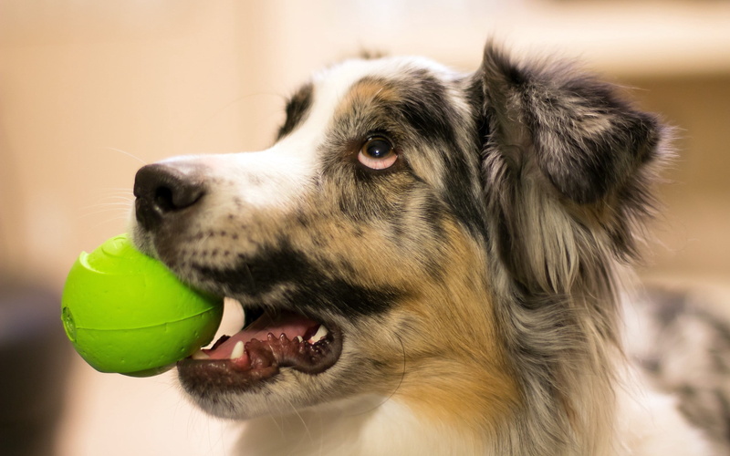 one animal, blue, adult, mammal, purebred Dog, animal tongue, mouth open, border collie, merle, look, focus on foreground, playing, vertebrate, no people