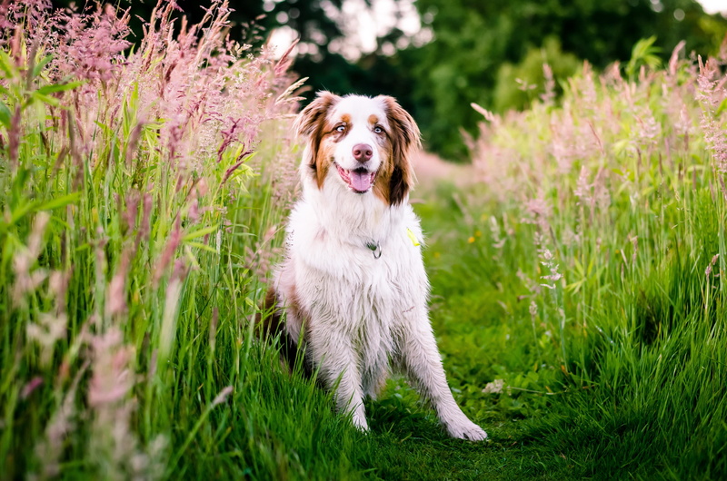 dog, australian shepherd, australian, 4K, meadow, flowers, shepherd, nature, grass
