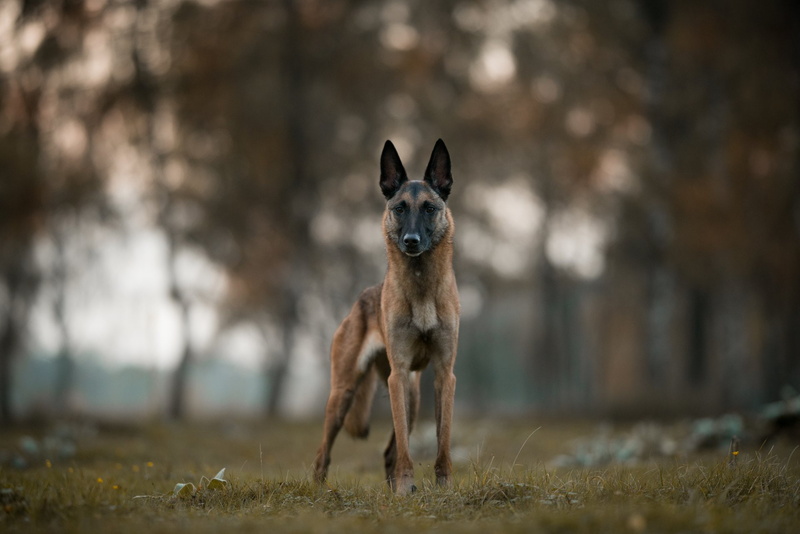Dogs, 1080P, Belgian Malinois
