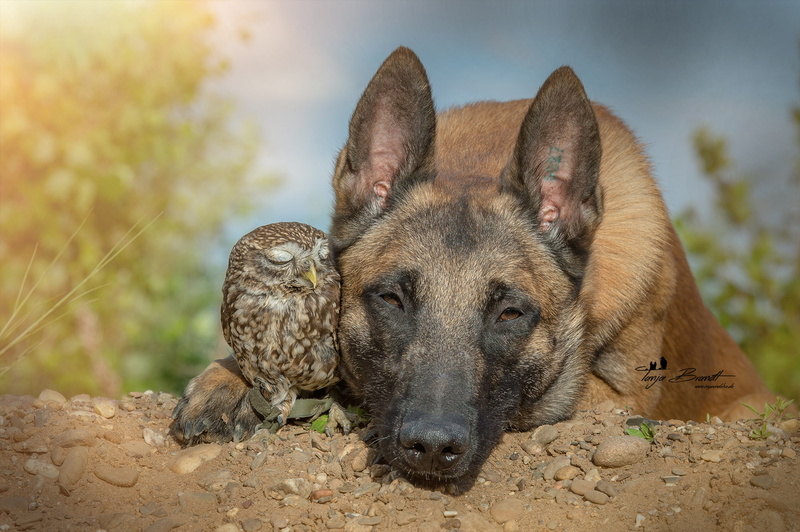 1080P, friends, shepherd, owlet, Malinois, Belgian, dog