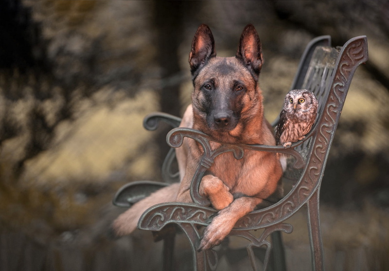 Belgian shepherd, owl, bench, bird, portrait, shop, dog, animals, background, friendship, Park, 1080P, friends