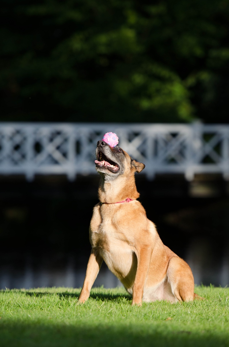 balance, domestic, plant, summer, purebred dog, animal themes, dog trick, sweet, attention, mouth open, mammal, 4K, animal, mouth, dog show trick, pets