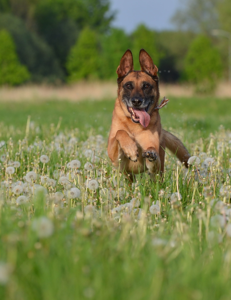 dog, portrait, belgian shepherd dog, pets, friendly, male, canine, running dog, dandelion meadow, day, looking at camera, motion recording, running, mammal