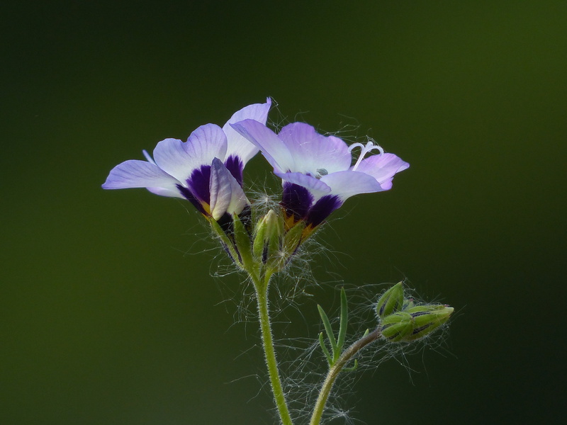 butterfly meadow, helllila, studio shot, day, copy space, petal, covered more slowly, green color, plant, greek valerian plant, sky ladder plant, light purple