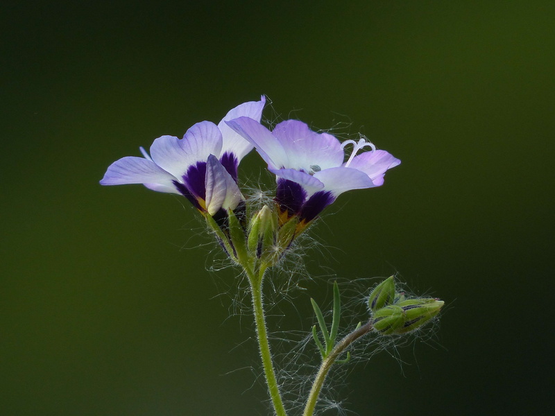 day, sepals, freshness, flower head, close-up, flora, studio shot, purple, blossom, violet, inflorescence, flower, sky ladder plant, beauty in nature, growth