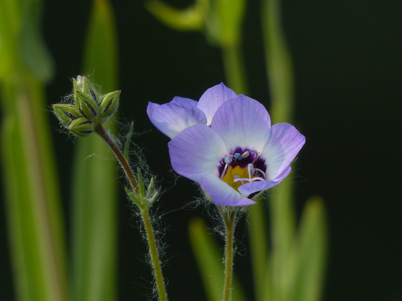 tri color gilie, beauty in nature, vogelaeuglein, 4K, purple, jacobs ladder, covered more slowly, flower head, helllila, flowering plant, gilie, bloom