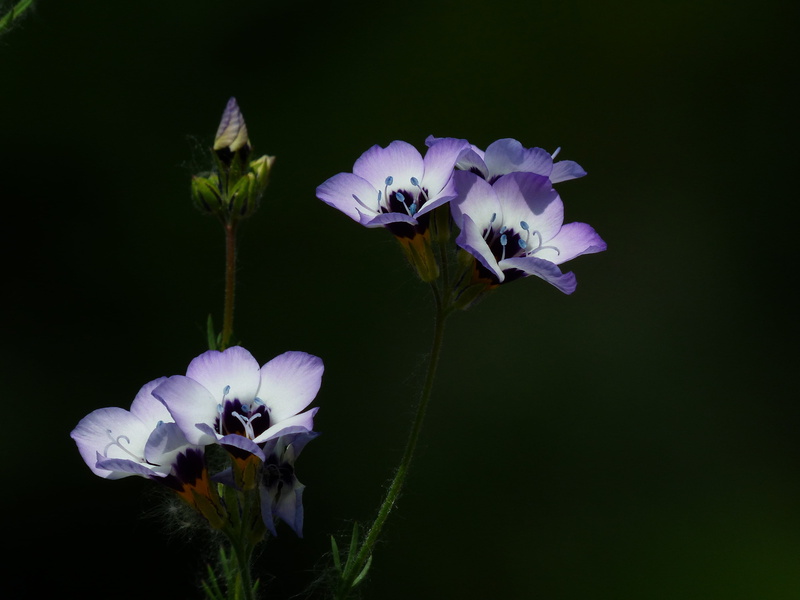 iris - plant, freshness, orchid, bees, gilia tricolor, fragility, sky ladder plant, ericales, species, close-up, blossom, nature, greek valerian, growth