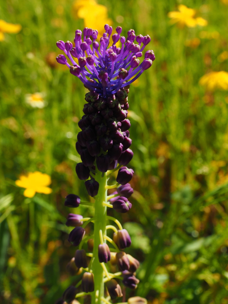 petal, asparagus plant, schopf-grape hyacinth, banghal, inflorescence, ornamental plant, growth, bluish violet, flower head, bluish, wild onion, 4K, muscari comosum