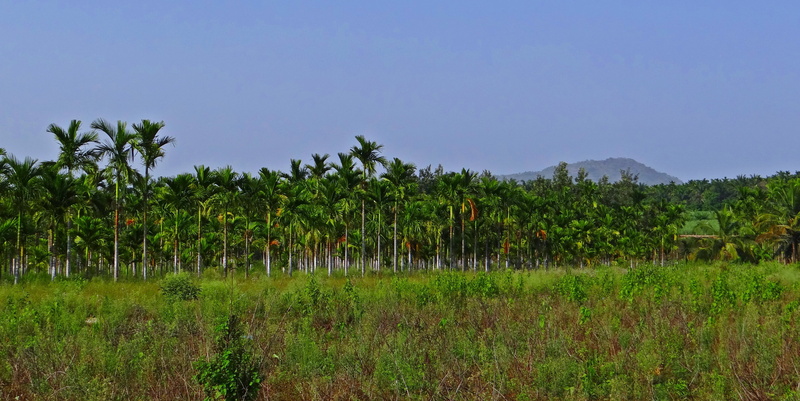 plantation, agriculture, tropical climate, chikmagalur, areca catechu, karnataka, tranquil scene, plant, crop, 4K, tranquility, coconut palm tree, nature