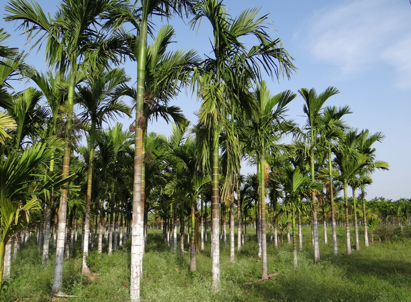 beauty in nature, nature, Areca Palm, no people, tropical climate, tranquility, india, chikmagalur, scenics - nature, Plantation, environment, 4K, outdoors