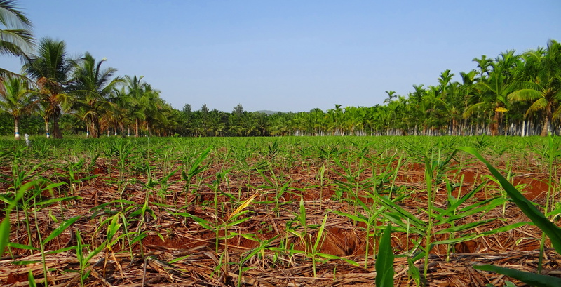 food, field, fruit, areca catechu, farm, karnataka, Areca Nut, tree, Plantation, Areca Palm, rural scene, food and drink, growth, landscape, in a row, tropical climate