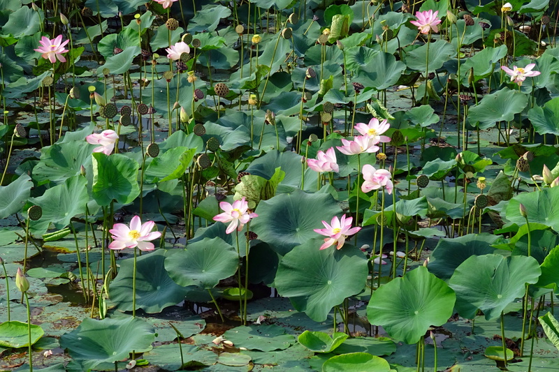 pond, flower, chikmagalur, 2K, lake, pink, india, lotus, petal, bloom, day, plant part, flowering plant, plant, vulnerability, fragility, beauty in nature