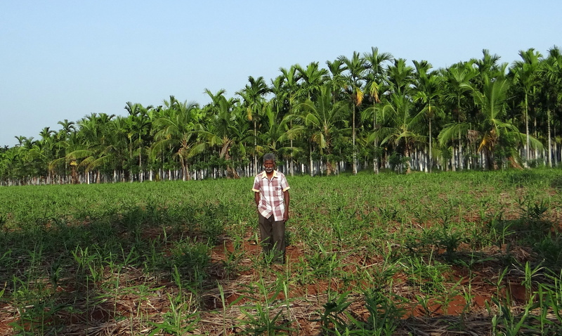 areca palm, real people, farmer, farm, landscape, tropical climate, beauty in nature, palm tree, 2K, standing, chikmagalur, plantation, growth, outdoors