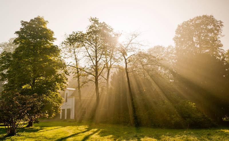tree, 4K, Travel, streaming, scenics - nature, god, s, sun, tranquility, plant, warm sunlight, Netherlands, Rhijnauwen, Nature, sky, outdoors, Mist, fog