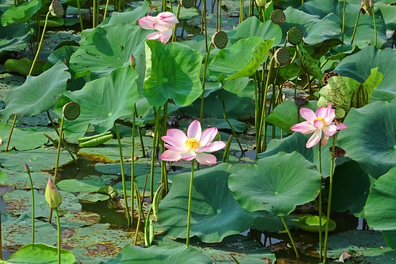 flower head, pink, bloom, lotus, beauty in nature, close-up, nature, floating on water, green color, vulnerability, no people, petal, flowering plant, plant part