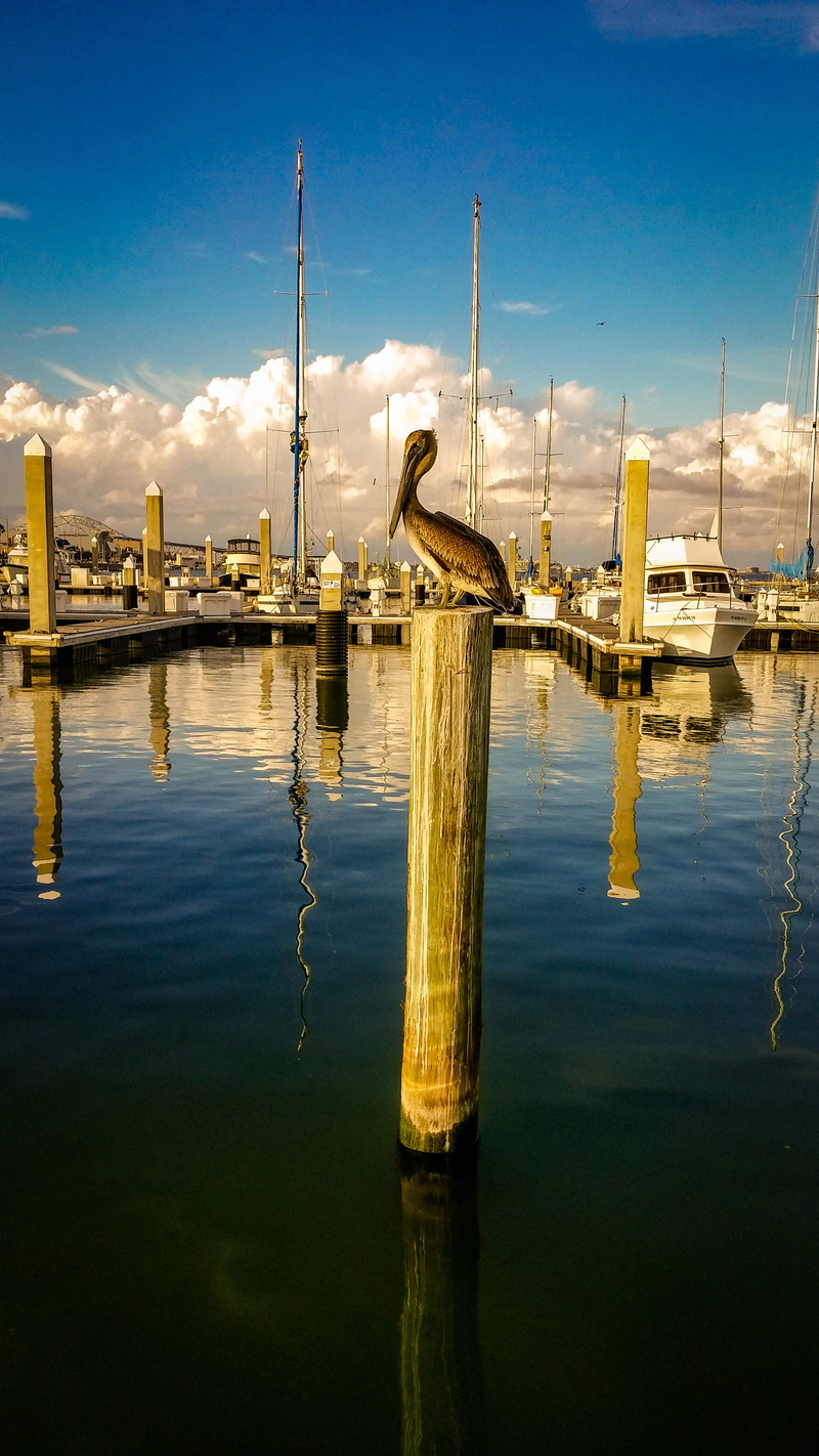 building exterior, corpus christi, post, built structure, reflection, wooden post, animal themes, 2K, waterfront, vertebrate, outdoors, animal, marina