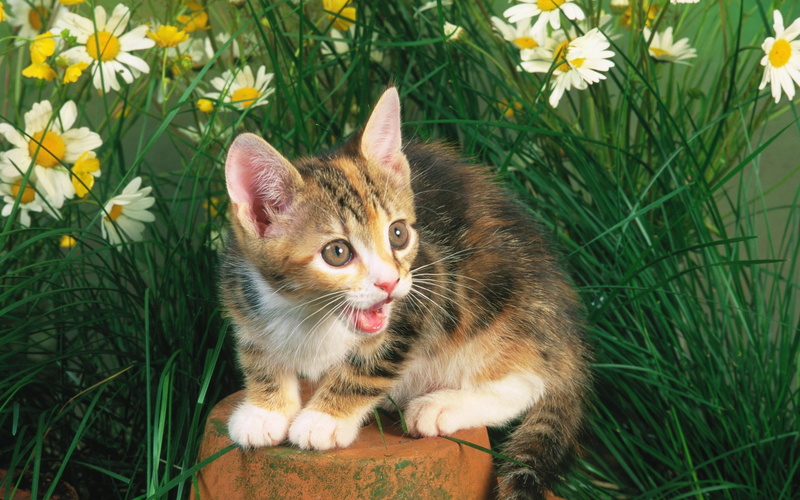 kitty, image, surprised, colors, flowers, animal, wall, picture, daisies, 2K, guess, make, spring, scared