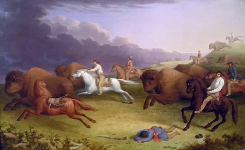 animals, buffalo, hunt, 1080P, angry, scared, horses