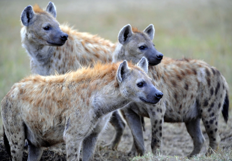 2K, hyena