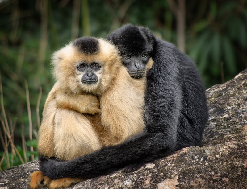 black, mammal, rock, two, no people, smooch, cute, animal wildlife, together, rock - object, outdoors, nature, tree, brown, couple, hug, embrace, solid