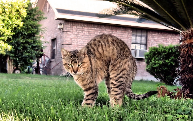 nature, home, plant, animal themes, 1080P, domestic animals, vertebrate, one animal, domestic cat, whisker, day, black, outdoors, feline, mammal, architecture