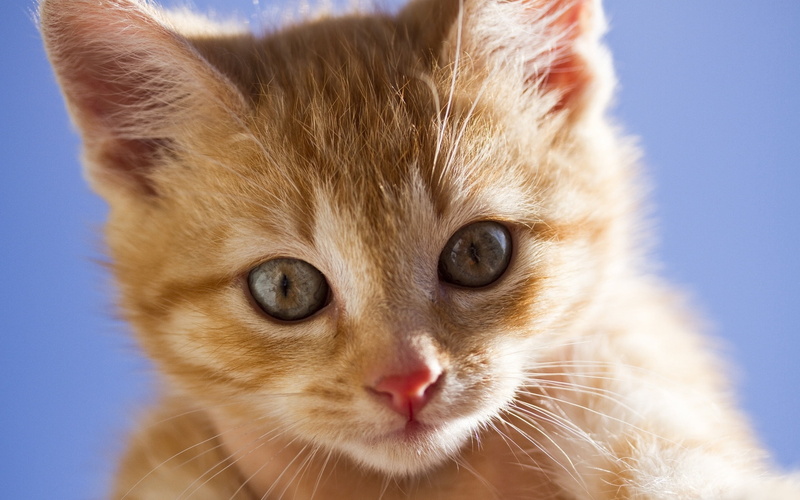 animal Head, whisker, eyes, eye, animal body part, cute, ginger cat, young Animal, orange Color, fluffy, feline, domestic Animals, animals And Pets, cat