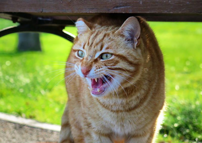 active, look, animal, mammal, pet, angry, dirty, tiger, cute, fluffy, domestic, 4K, vertebrate, whisker, feline, afraid, photography, kitty, funny, one animal