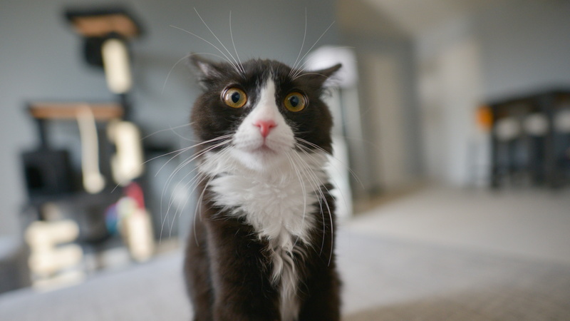 domestic cat, fur, cat, 4K, pet, stressed, scared, whiskers, stressed cat, eyes