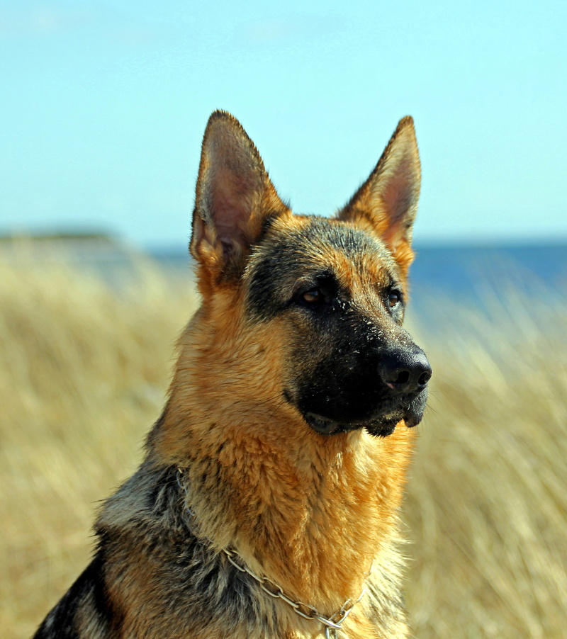 domestic animals, close-up, photography, profile view, focus on foreground, animal themes, shallow, one animal, shepherd, looking away, dog, purebred dog
