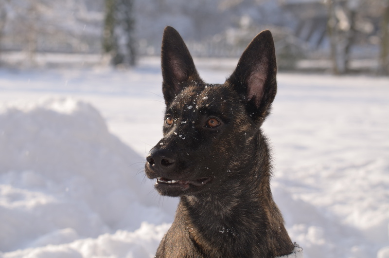 pets, german shepherd, snout, animal head, domestic animals, looking, dog head, hundeportrait, 4K, domestic, mammal, portrait, snow, cold temperature