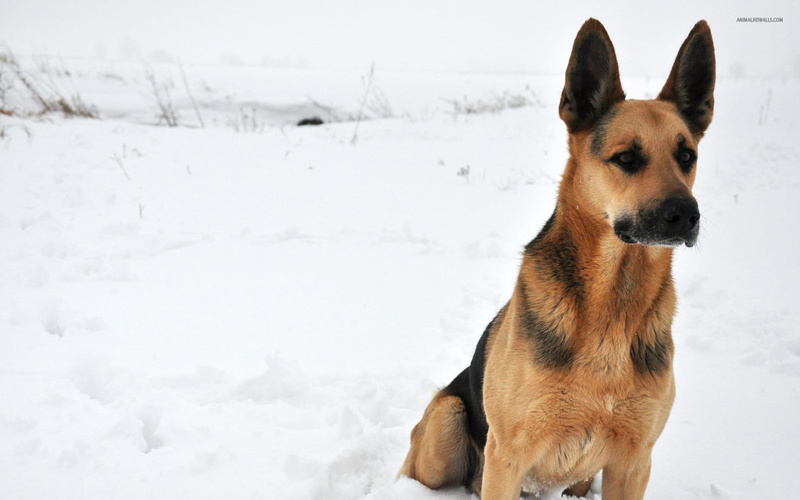 animals, nature, german shepherd, shepherd, pets, german, snow, dogs, 1080P