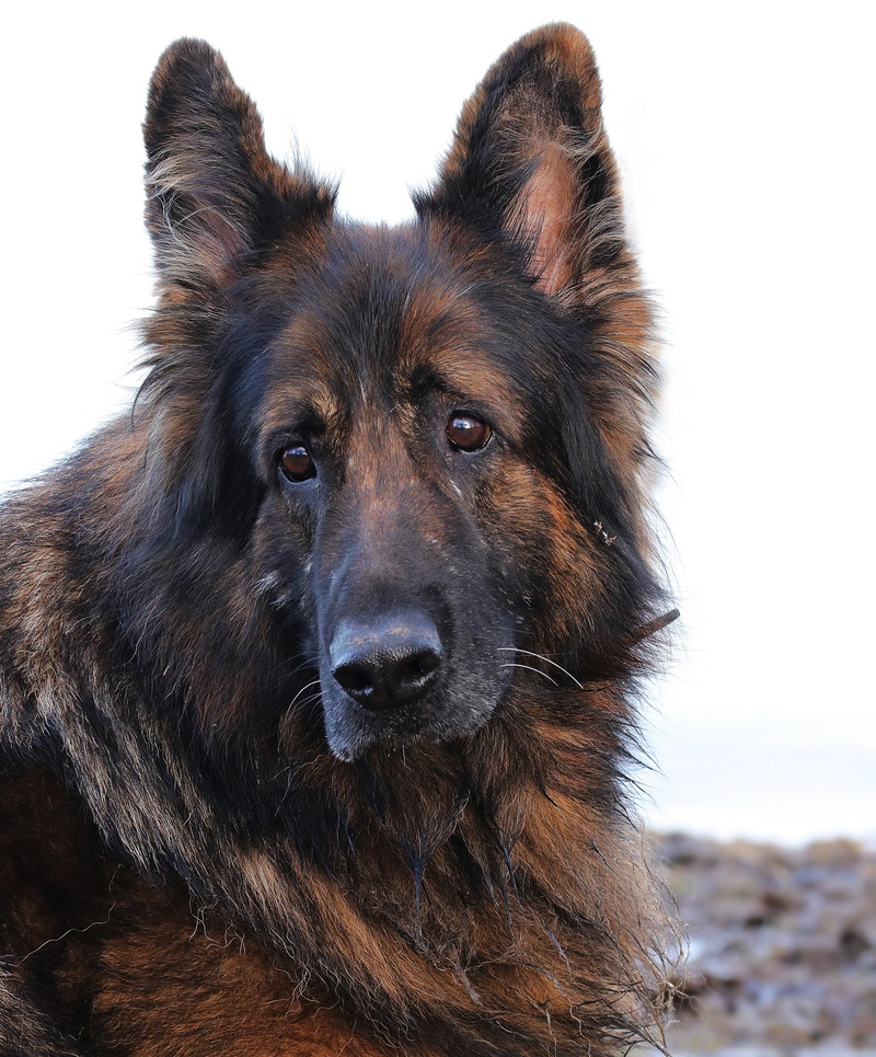 animal body part, one animal, dog, nature, animal head, canine, animal world, winter, german shepherd, portrait, day, pets, view, domestic animals, schäfer dog