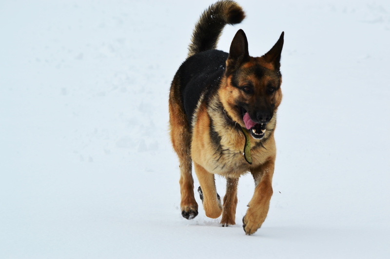 winter, cute, pets, run, german Shepherd, canine, animal, the german shepherd dog, animal themes, one animal, nature, brown, puppy, domestic Animals, 4K