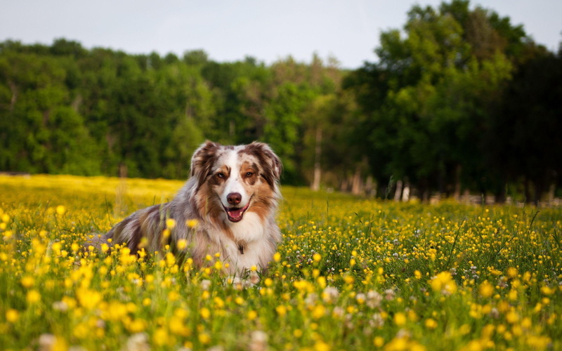 floral, animals, 2K, red, shepherd, happy, flowers, dog, australian, 2560x1600, merle