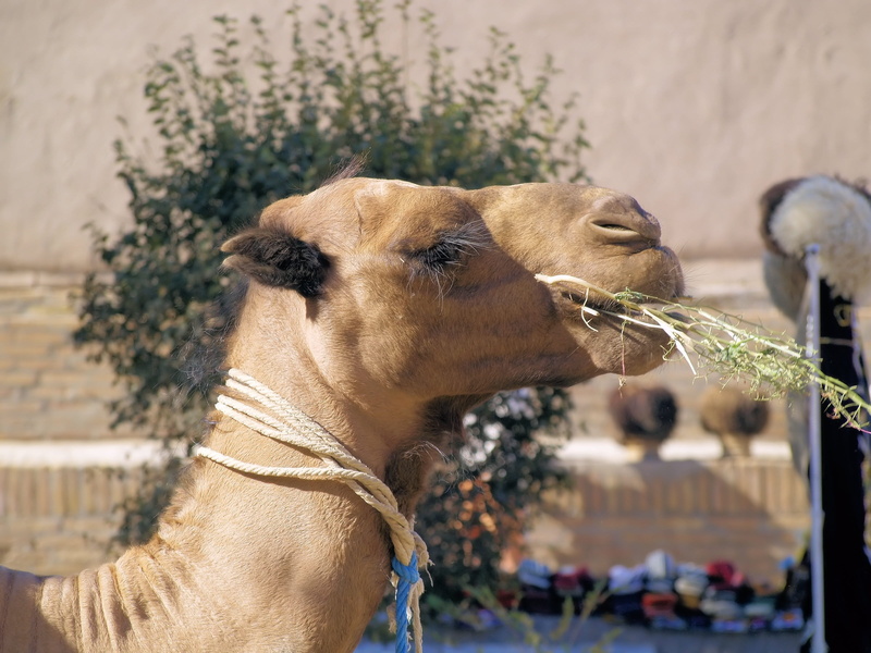 focus on foreground, day, one animal, herbivorous, mouth open, animal body part, animal head, vertebrate, pets, brown, looking, close-up, eating, domestic