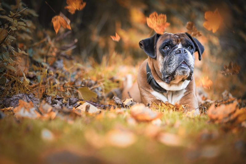 plant part, purebred dog, grass, animal portrait, boxer dog, autumn, animal head, mammal, photography, boxer, dog, focus, animal themes, canine, lap dog