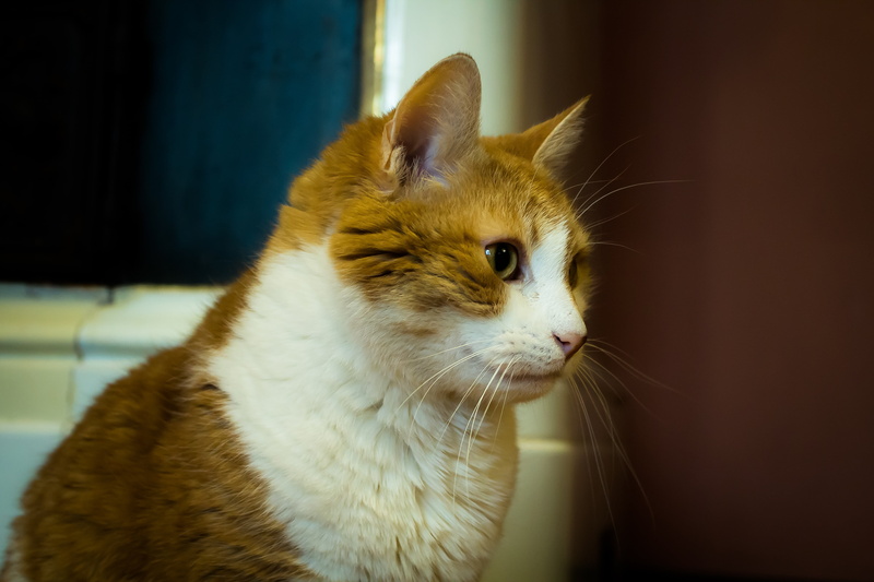 home, cat looking, view, looking, 5K, vertebrate, muzzle cat, pets, animal eye, animal, cat person, cute, indoors, focus on foreground, redhead, domestic Cat