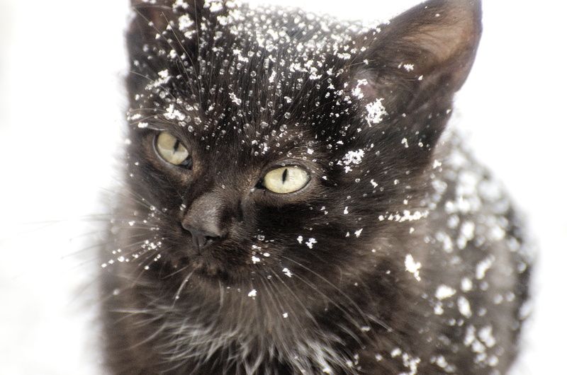 animal themes, vertebrate, pets, portrait, frost, white, cat, animal head, december, kitten, season, fur, xmas, short, feline, animal body part, flakes