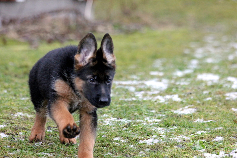 nature, day, Puppy, dog, no people, field, sheepdog, domestic, shepherd, looking, mammal, German Shepherd, pets, outdoors, plant, 5K, grass, canine, vertebrate