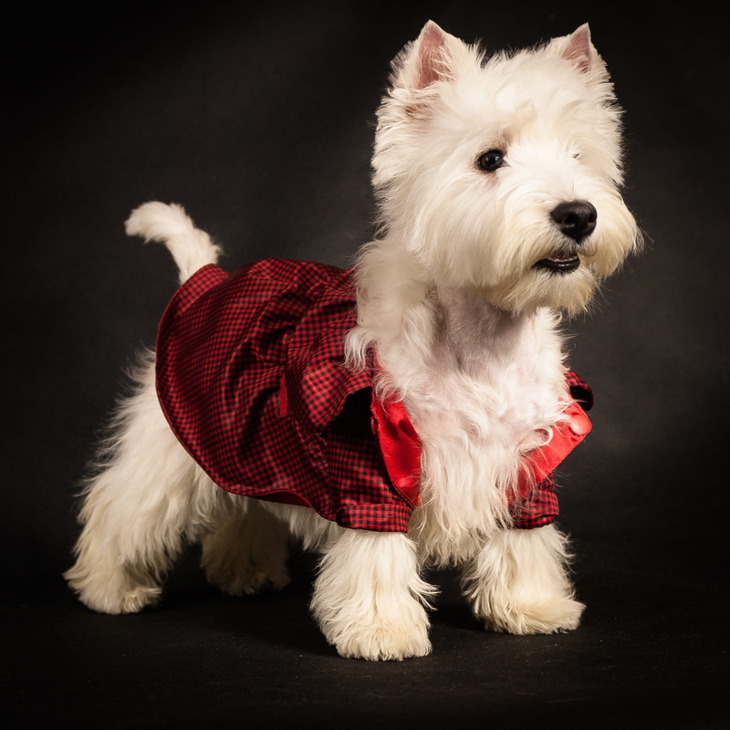 animal, pet, views, pet clothing, indoors, clothing, west haylen white terrier, domestic, mans best friend, black background, pets, animals, puppy, canine