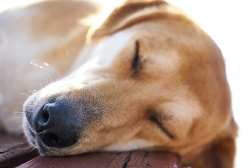 cute, nature, animal, snout, animal body part, pets, little, animal themes, dog, eyes closed, nose, brown, vertebrate, 5K, portrait, animal wildlife, no people