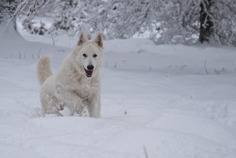 mouth open, snow, nature, Dog, mammal, winter, one animal, domestic, White Shepherd, Swiss, cold temperature, vertebrate, swiss white shepherd, animal themes
