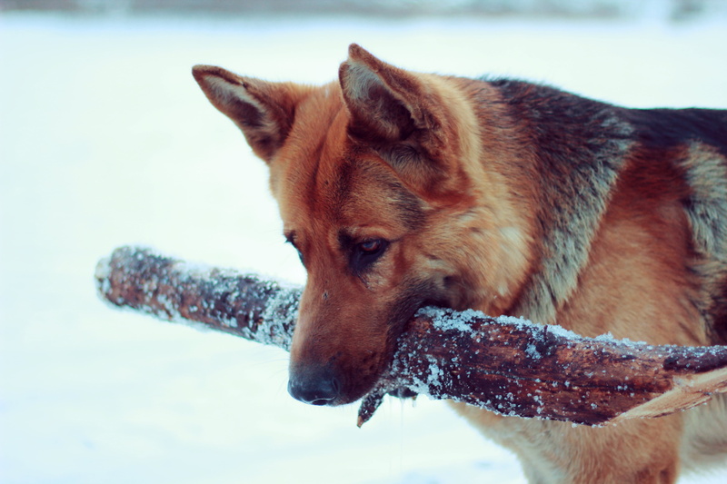 dog, purebred Dog, looking, german, portrait, puppy, nature, winter, mammal, animal themes, animal, pets, day, fur, cute, adult, no People, domestic Animals
